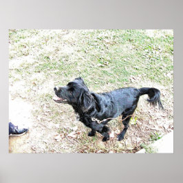 Poster Hora de Levar o Cachorro para Caminar