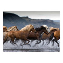 Horde cavalos, Papel afixar (mate)