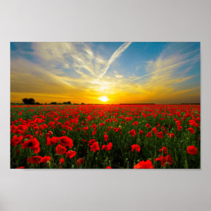 Póster Horizonte Solar Maravilhoso do Campo Poppy