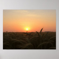 Horizontes Dourados: O Brilho Suave do Pôr do Sol