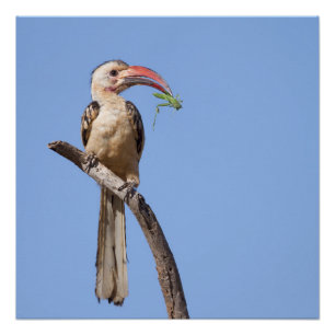Póster Hornbill