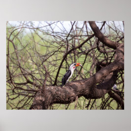 Poster Hornbill de bico vermelho — Sentinela da Savana