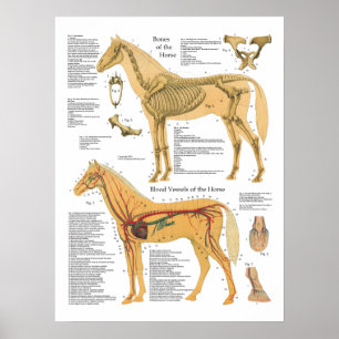 Poster Horse Anatomia Arterial Esqueletal