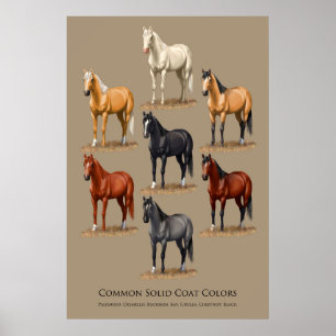Poster Horse Common Solid Coat Colors Chart