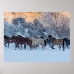 Poster Horse Drive in Winter on Hideout Ranch