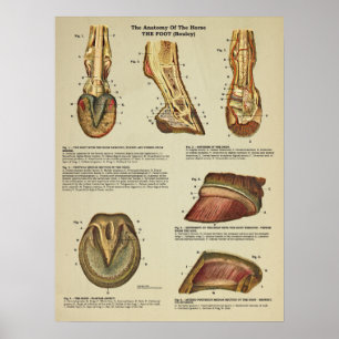 Poster Horse Foot Anatomia