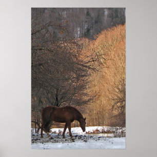 Póster Horse in Winter