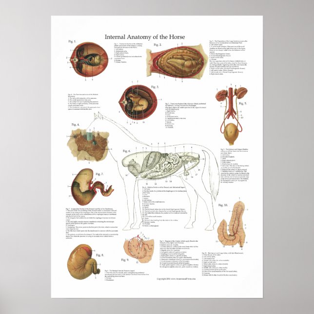 Poster Horse Internal Organics Anatomy Veterinary Chart (Frente)