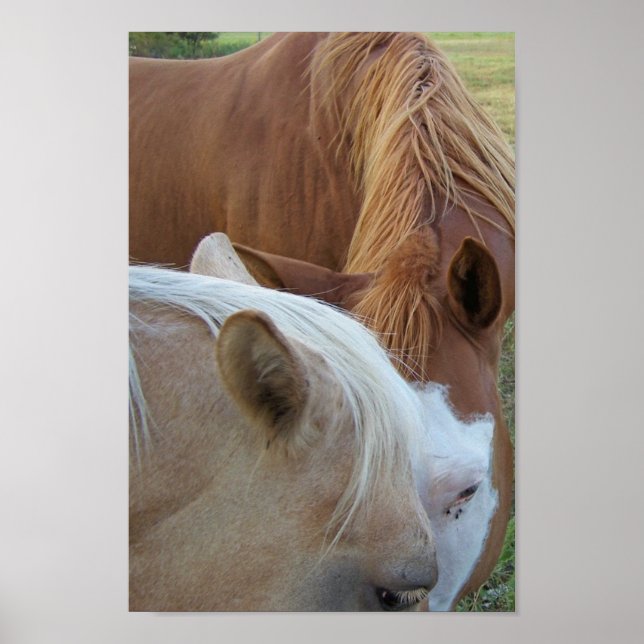 Poster Horse Love (Frente)