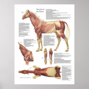 Poster Horse Muscular Anatomia
