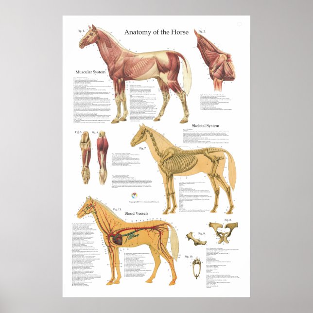Póster Horse Musculatura Anatomia Esquelética (Frente)