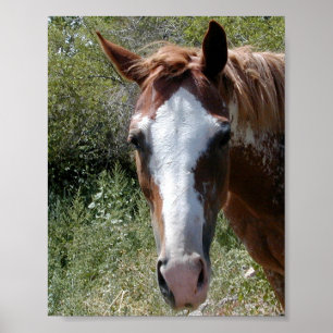 Poster Horse of Course ~Print~