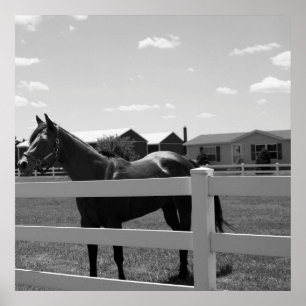 Poster Horse Photo