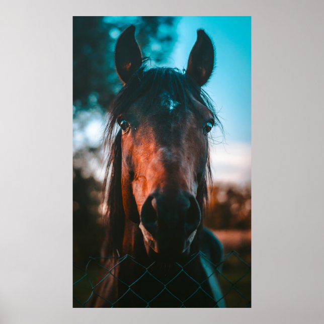 POSTER HORSE PORTRAIT (Frente)