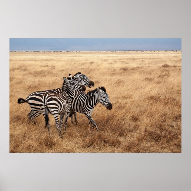 POSTER HORSE RACE (Frente)