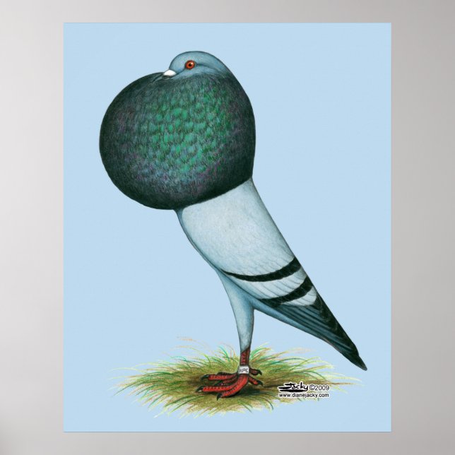 Poster Horseman Pouter Blue (Frente)