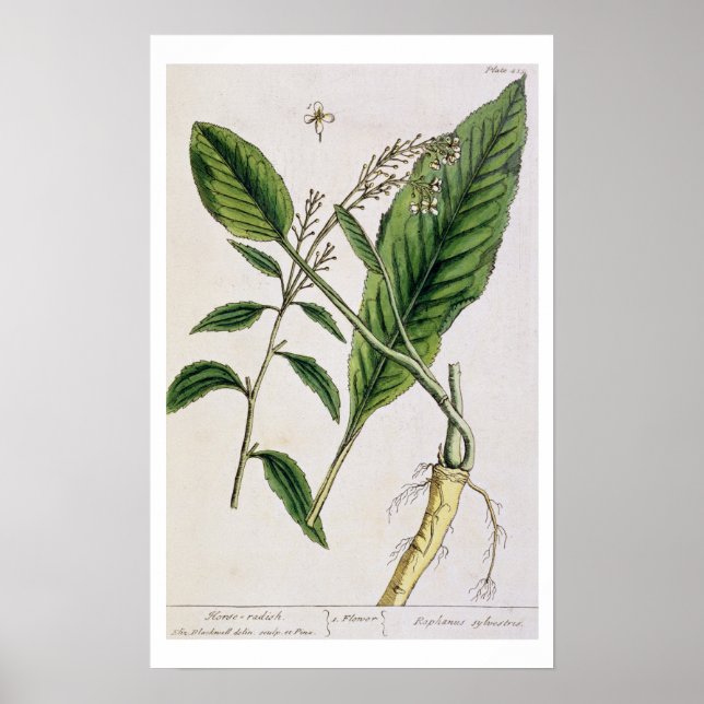 Poster Horseradish, prato 415 de A Curiosa Herbal, pu (Frente)
