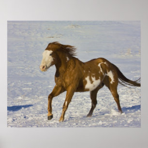 Poster Horses Running in Snow