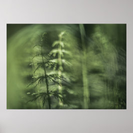 Poster Horsetail Foto verde design floral