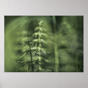Poster Horsetail Foto verde design floral