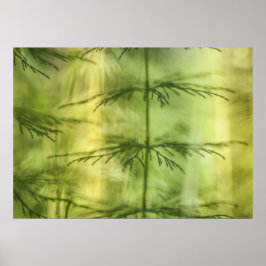 Poster Horsetail Nature Photo