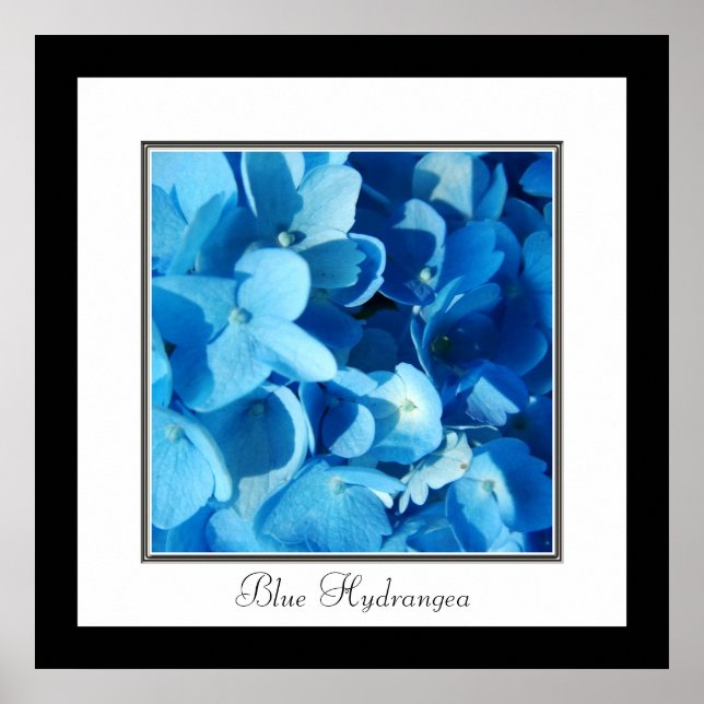 Póster Hortênsia Azul (Frente)