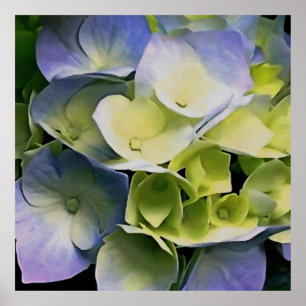 Poster Hortensia Blossom Arte Botânica Azul E Amarelo