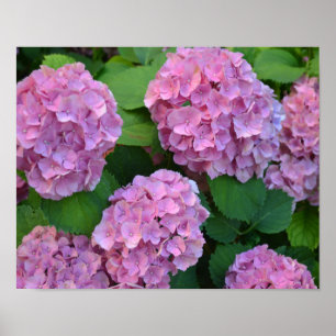 Poster Hortensia hydrangea bush cor-de-rosa  