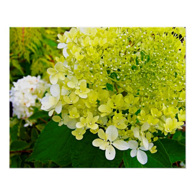 Póster Hortênsia Limelight Verde Chartreuse Elegante (Frente)