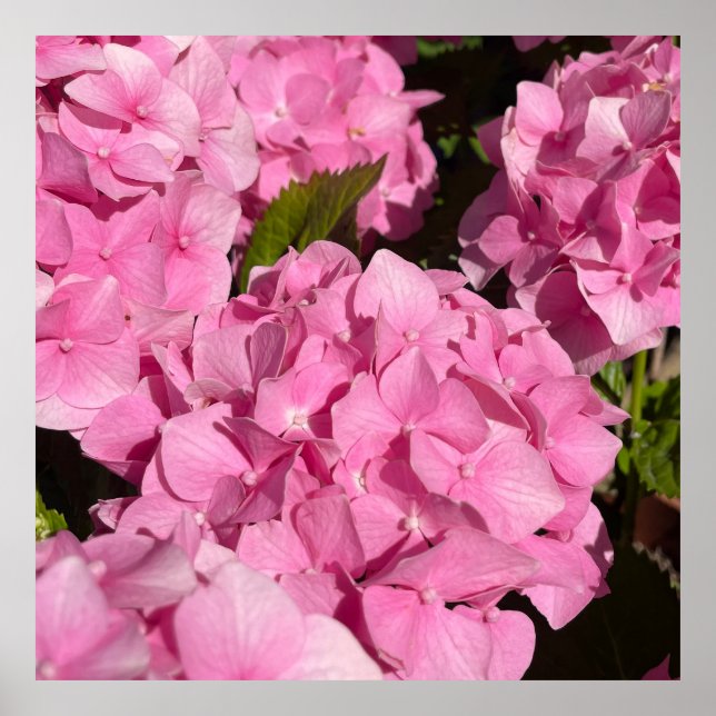 Poster Hortênsia Rosa (Frente)