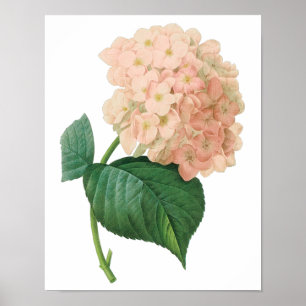 Póster Hortênsia Rosa Antiga Flor de Hortênsia por Redout