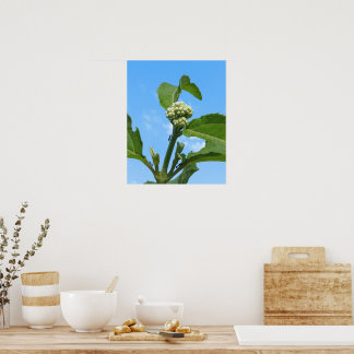 Poster Hortênsia Selvagem