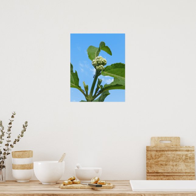 Poster Hortênsia Selvagem (Cozinha)