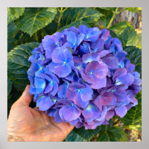 Poster Hortênsia Violeta Azul Segurada na Mão Arte Botâni