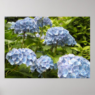 Poster Hortênsias Azuis com Tons Variados