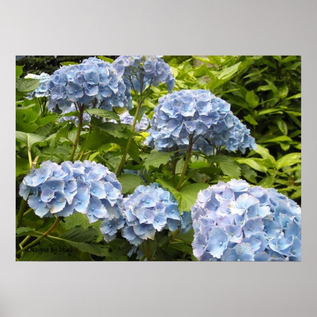Poster Hortênsias Azuis com Tons Variados (Frente)