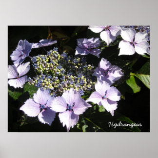 Poster Hortênsias Elegantes