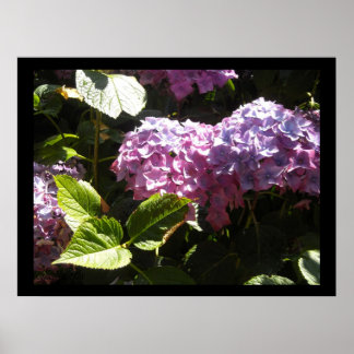 Póster Hortênsias Elegantes