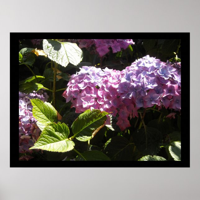 Póster Hortênsias Elegantes (Frente)