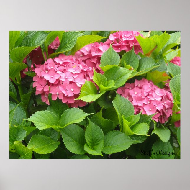 Poster Hortênsias em Flor (Frente)