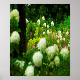 Poster Hortênsias Limelight no Meu Jardim Rubio
