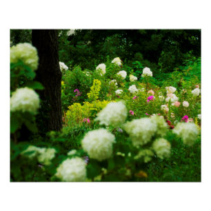 Póster Hortênsias Limelight no Meu Jardim Rubio