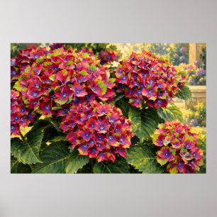 Poster Hortênsias Magenta Vibrante em Luz de Jardim Doura