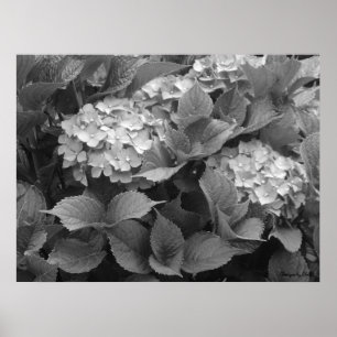 Poster Hortênsias Pretas e Brancas
