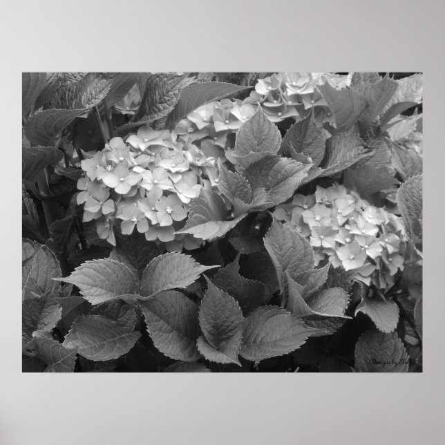 Poster Hortênsias Pretas e Brancas (Frente)
