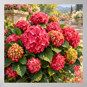 Poster Hortênsias Rosa Iluminadas pelo Sol em um Jardim E