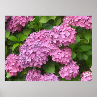 Póster Hortênsias Rosa Intenso