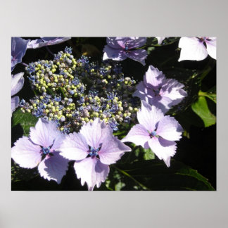 Póster Hortênsias Roxas Elegantes