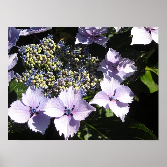Póster Hortênsias Roxas Elegantes (Frente)