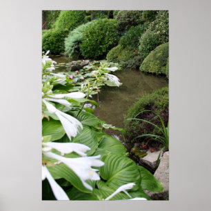 Poster Hosta em um jardim do zen